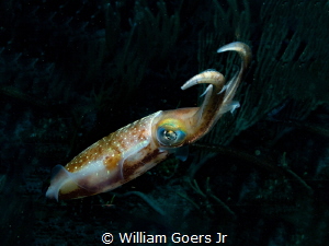 Caribbean Squid taking an interest in underwater photography by William Goers Jr 
